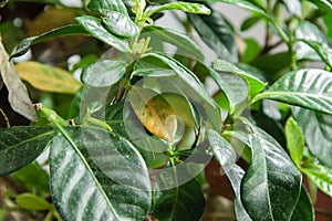 Sick gardenia plant with falling yellow leaves because of parasites, water or wrong temperature