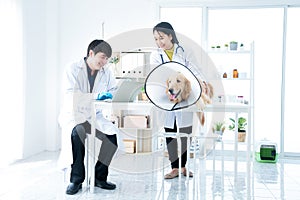 Sick Golden Retriever dog in the veterinary clinic. The vet is happily working with the team in the examination room that has a