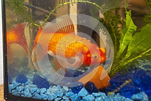 Sick goldfish with bumbs on its scale, fish bowl