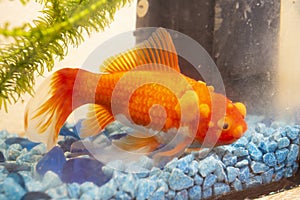 Sick goldfish with bumbs on its scale, fish bowl