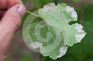 Sick grape leaf closeup