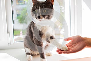 Sick grey cat patient transparent e-collar therapy paw
