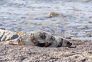 sick grey seal on the beach of Rügen (Baltic Sea)