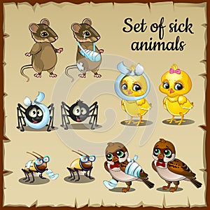 Sick and healthy animals complaints photo