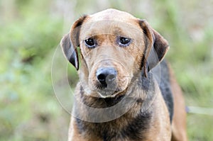 Sick hound dog with mucus discharge in eyes