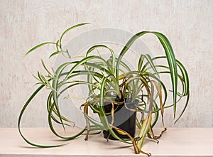 Sick houseplant with hanging dry leaves. In a black pot at home on a shelf.