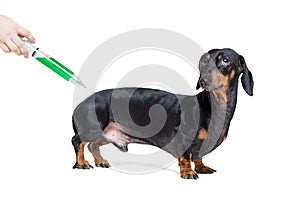 Sick and ill dachshund dog isolated on white background with syringe green vaccine, scared look on face