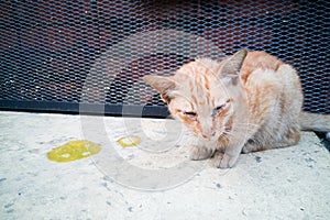 Sick ill pet cat with vomit on floor