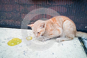 Sick ill pet cat with vomit on floor