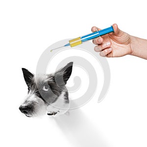 Dog and vaccine syringe