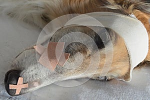 Sick and injured borzoi Dog photo