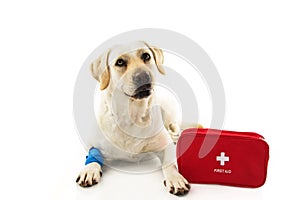 SICK OR INJURED DOG. LABRADOR LYING DOWN WITH A BLUE BANDAGE OR ELASTIC BANDAGE ON FOOT AND A EMERGENCY OR FIRT AID KIT photo