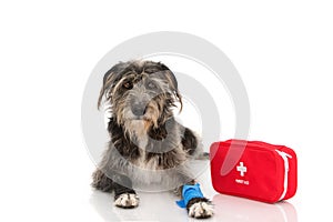 SICK OR INJURED DOG. PUPPY  LYING DOWN WITH A BLUE BANDAGE OR ELASTIC BANDAGE ON FOOT AND A EMERGENCY  OR FIRT AID KIT. PAIN