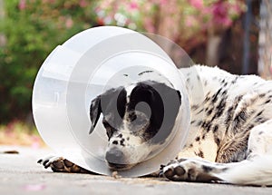 Sick injured old dalmatian dog no purebred wearing semi transparent flexible plastic protective collar