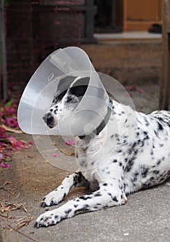 Sick injured old dalmatian dog no purebred wearing semi transparent flexible plastic protective collar