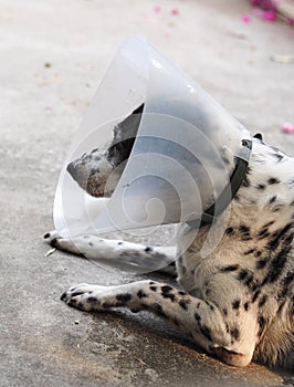 Sick injured old dalmatian dog no purebred wearing semi transparent flexible plastic protective collar