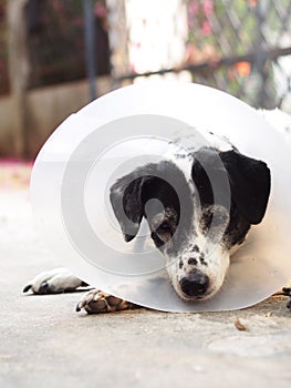 Sick injured old dalmatian dog no purebred wearing semi transparent flexible plastic protective collar