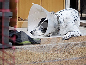 Sick injured old dalmatian dog no purebred wearing semi transparent flexible plastic protective collar