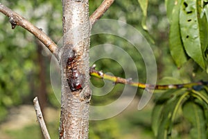 Sick leaves and peach fruits in the garden on a tree close-up macro. Peach Orchard Disease Concept