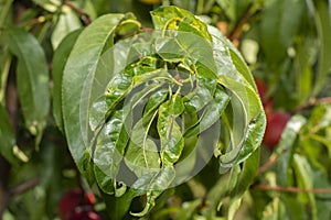 Sick leaves and peach fruits in the garden on a tree close-up macro. Peach Orchard Disease Concept