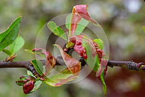 Sick leaves on the peach tree. Taphrina deformans