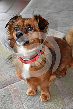 Sick little dog must wear a protective collar