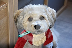 Sick little havanese puppy with clinical thermometer