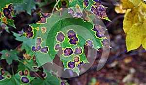 Sick maple leaves with dark spots closeup. maple leaf disease. autumn maple leaves background