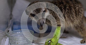 A sick meerkat looks tiredly and exhaustedly into the camera in a hospital veterinary clinic. A veterinarian is trying