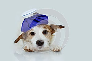 SICK NAD SAD JACK RUSSELL DOG LYING DOWN WITH AN ICE BAG. ISOLATED AGAINST WHITE BACKGROUND