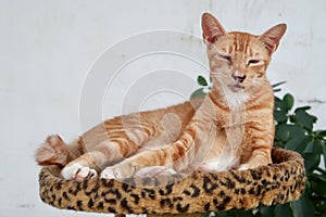 Sick orange tabby cat lying down on a cat bed