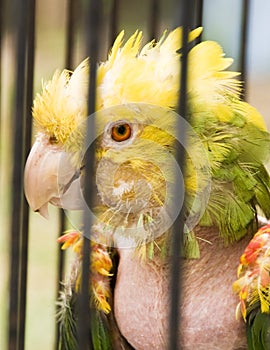 Sick parrot