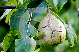 Sick pear tree in garden. Rotten green pear fruit close-up macro concept