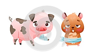 Sick Pig and Hamster Animal with Bandage on Leg and Belly Vector Set