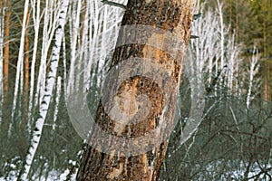 dried pine with fallen bark