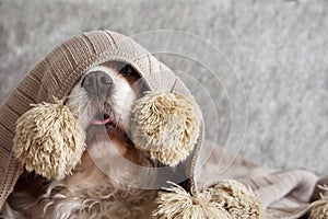 SICK, PLAYFUL  OR SCARED CAVALIER DOG PUPPY COVERED WITH A WARM  TASSEL BLANKET ON SOFA