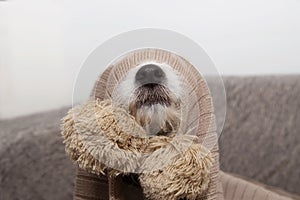 Sick, playful or scared dog covered with a warm tassel blanket