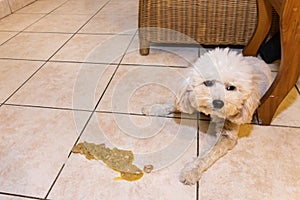 Sick poodle dog with vomit on floor at home