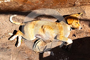 Sick and poor vagrant or stray homeless dog sleeping on floor, Varanasi, India