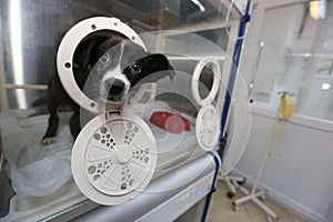 Sick puppy in an incubator photo