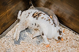 Sick rabbit lies in his cage. Bunny Unwell. Rabbit breeding. rabbit disease