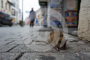 Sick rat on a Boardwalk