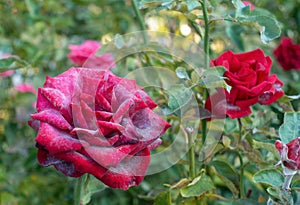 Sick red rose photo