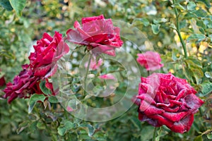 Sick red roses photo