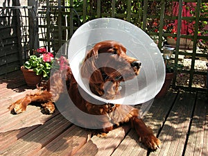 Sick redsetter wearing a cone