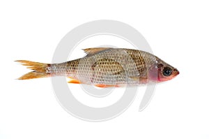 Sick Roach Fish (Rutilus Rutilus)