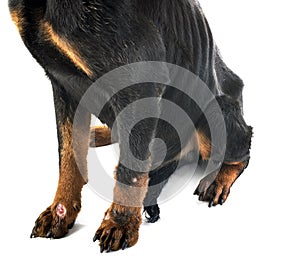 Sick rottweiler in studio