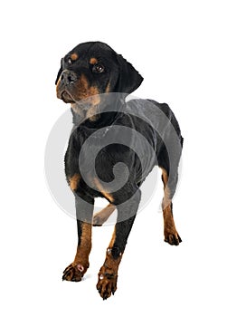 Sick rottweiler in studio