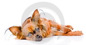 Sick russian toy terrier lying in front. on white