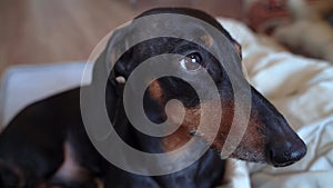 Sick sad dachshund dog blinks eye, sleepy, lies on bed resting Abandoned pet